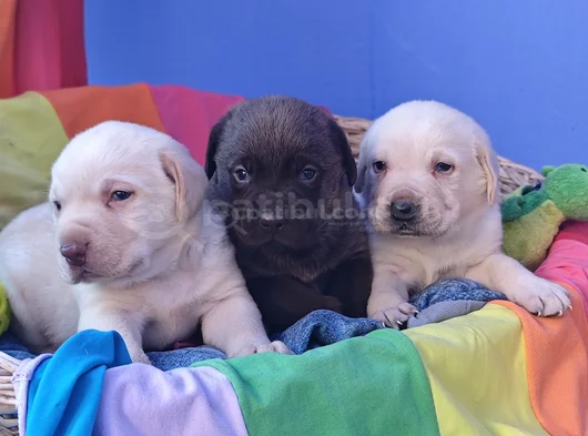 Her Renk A Kali̇te Müthi̇ş Labrador Retri̇ever Yavrular görsel