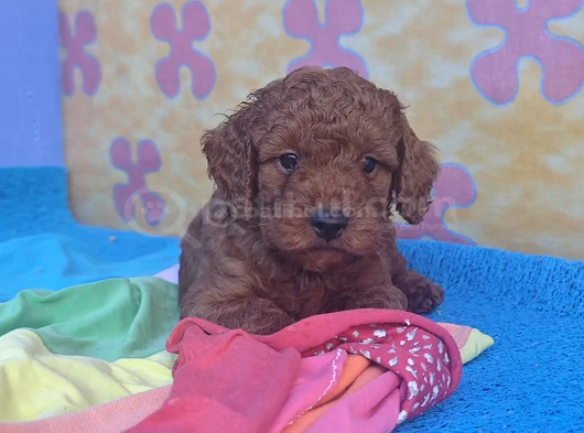 Gerçek Kali̇te Gerçek Toy Poodle Yavrular görsel