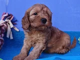 Anne Baba Orji̇nal Cockapoo Yavrular