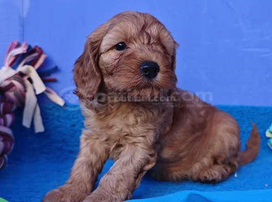 Anne Baba Orji̇nal Cockapoo Yavrular görsel