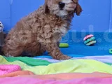 Kore Kan Orji̇nal A Kali̇te Malti̇poo Yavrular