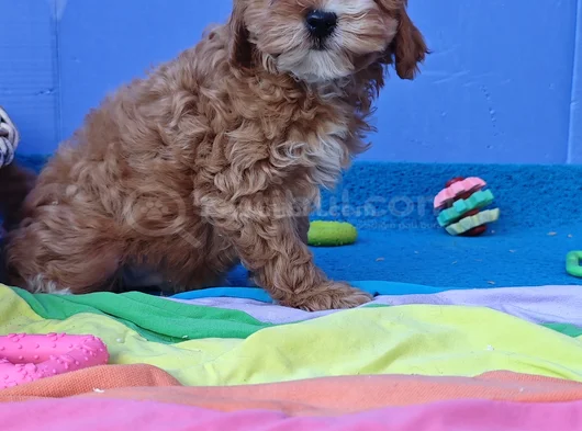 Kore Kan Orji̇nal A Kali̇te Malti̇poo Yavrular görsel
