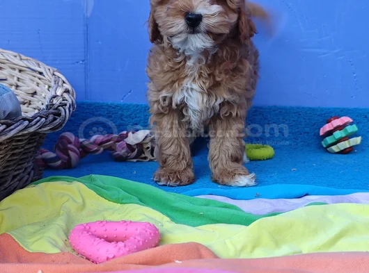 Kore Kan Orji̇nal A Kali̇te Malti̇poo Yavrular