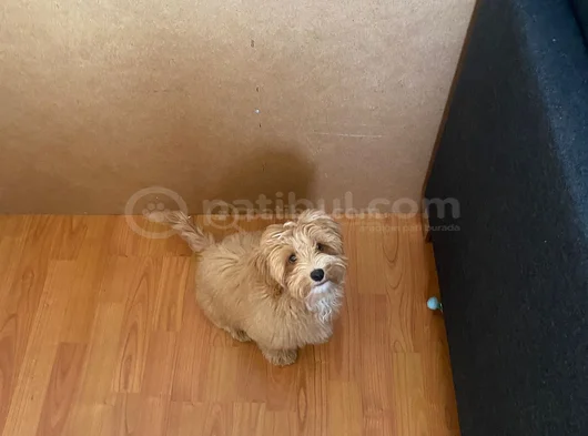 4 Aylik Di̇şi̇ Tam Aşili Malti̇poo görsel