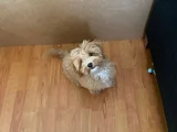 4 AYLIK DİŞİ TAM AŞILI MALTİPOO