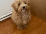 4 Aylik Di̇şi̇ Tam Aşili Malti̇poo