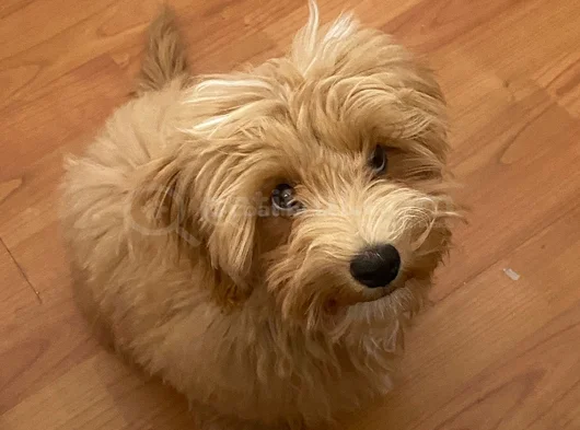 4 Aylik Di̇şi̇ Tam Aşili Malti̇poo görsel