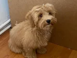 4 Aylik Di̇şi̇ Tam Aşili Malti̇poo