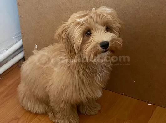 4 Aylik Di̇şi̇ Tam Aşili Malti̇poo görsel