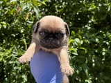 Afacan Pug Mops Bebekler