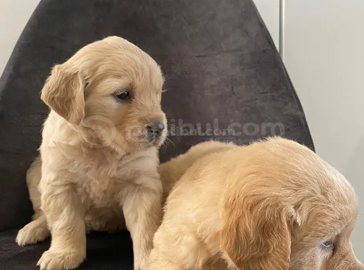 Golden Retriever Yavrular Her Yere Gönderilir görsel