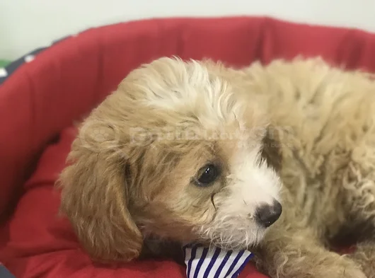 Malti̇poo Bebekler görsel