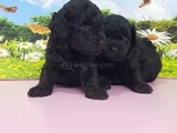 siyah inciler biblo güzelliğinde poodle yavrular
