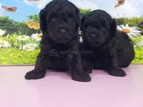 Siyah Inciler Biblo Güzelliğinde Poodle Yavrular