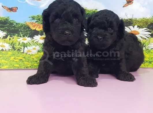 Siyah Inciler Biblo Güzelliğinde Poodle Yavrular görsel