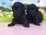 Siyah Inciler Biblo Güzelliğinde Poodle Yavrular