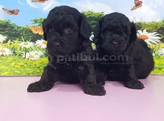 Siyah Inciler Biblo Güzelliğinde Poodle Yavrular görsel