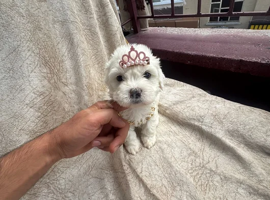 Yüksek Kalite Maltese Bebeklerimiz görsel