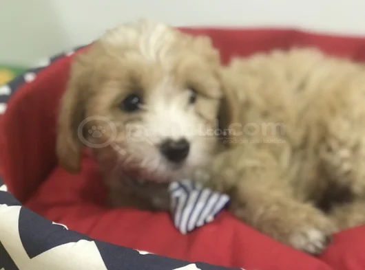 Malti̇poo Bebekler görsel