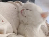 Pafuli Kedi