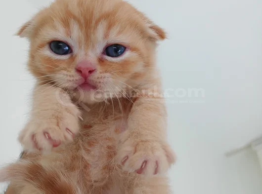 Scoti̇ş Fold 2 Aylik Golden Ret Orji̇nal Süper Kali̇te Son 1 görsel