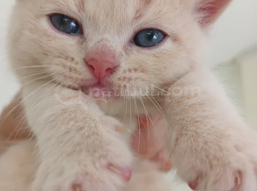 British Shorthair Saf Kan Orji̇nal Kali̇te Son 1  Adet görsel