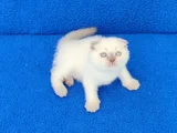 BU GÜZELLİK YENİ YUVASINI ARIYOR