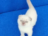 Bu Güzelli̇k Yeni̇ Yuvasini Ariyor