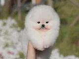 Teddy Surat Pomeranian Boo Yavruları