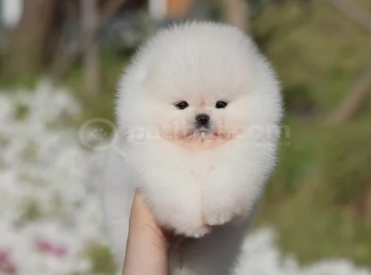 Teddy Surat Pomeranian Boo Yavruları görsel