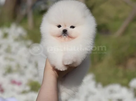 Teddy Surat Pomeranian Boo Yavruları görsel