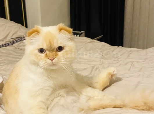 Sakin Sevecen Kızımız Mia görsel