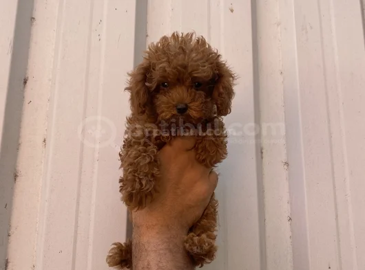 Orjinal Irk Minyatür Toy Poodle