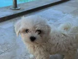 kar beyazı maltese bebeklerimiz
