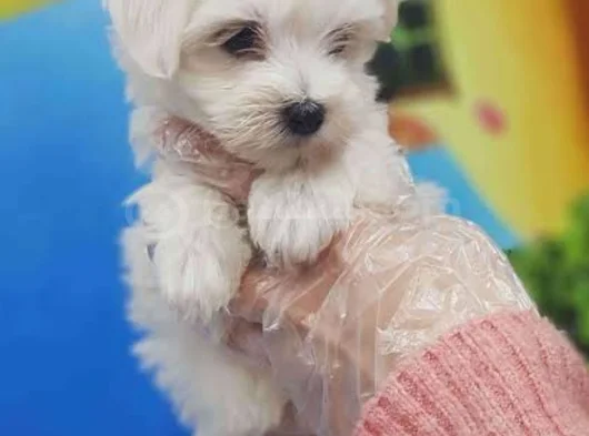Kar Beyazı Maltese Bebeklerimiz görsel
