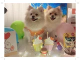 Pomeranian Yavrularımız - Masraf Karşılığı Sahiplendirme