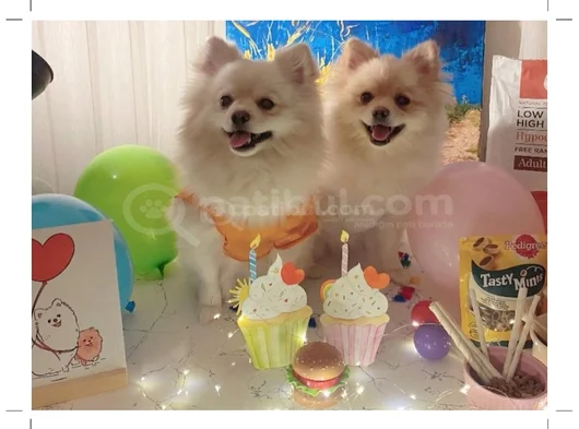 Pomeranian Yavrularımız - Masraf Karşılığı Sahiplendirme görsel