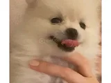 Pomeranian Yavrularımız - Masraf Karşılığı Sahiplendirme