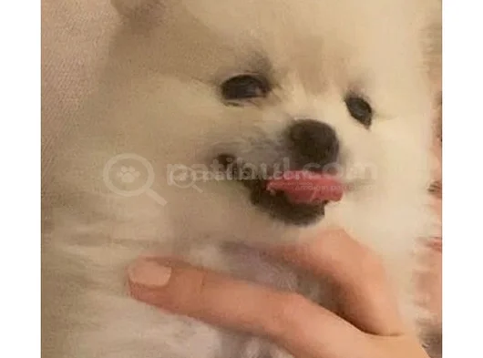 Pomeranian Yavrularımız - Masraf Karşılığı Sahiplendirme görsel
