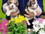 Mükemmel Elizabet Beagle Yavrular