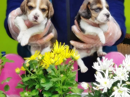 Mükemmel Elizabet Beagle Yavrular görsel