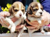 Mükemmel Elizabet Beagle Yavrular
