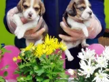 Mükemmel Elizabet Beagle Yavrular