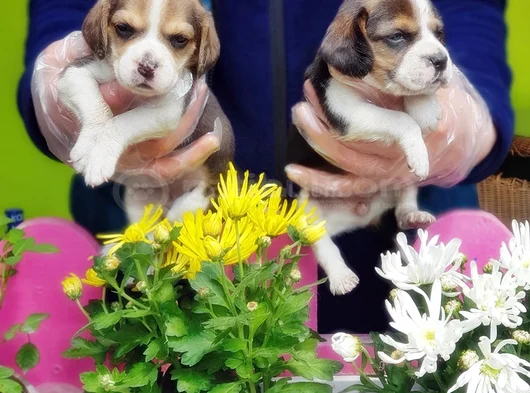 Mükemmel Elizabet Beagle Yavrular görsel