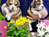 Mükemmel Elizabet Beagle Yavrular