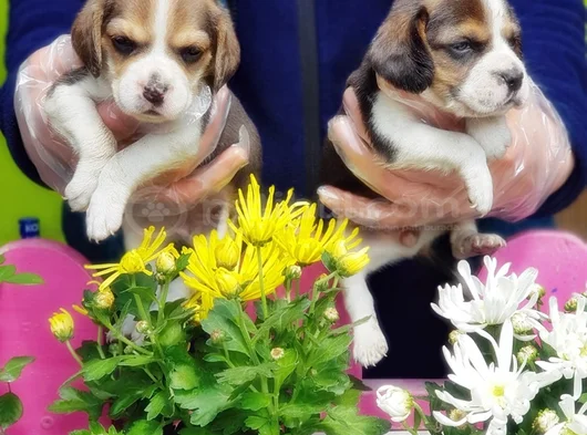 Mükemmel Elizabet Beagle Yavrular görsel