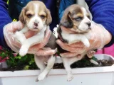 mükemmel elizabet beagle yavrular