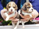 Mükemmel Elizabet Beagle Yavrular