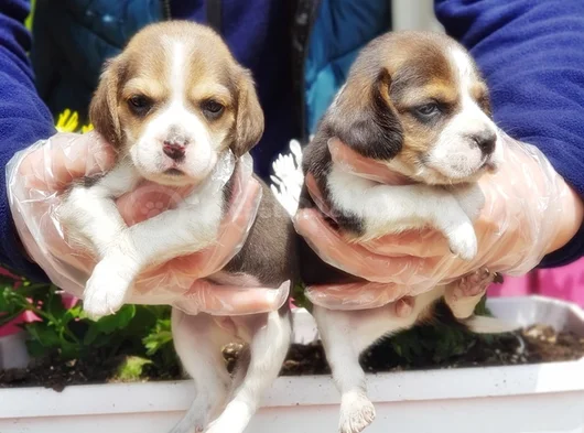 Mükemmel Elizabet Beagle Yavrular görsel