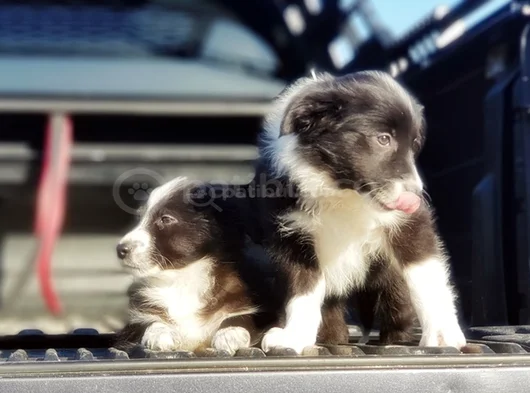 Irkinin En Güzeli̇ Border Yavrular görsel